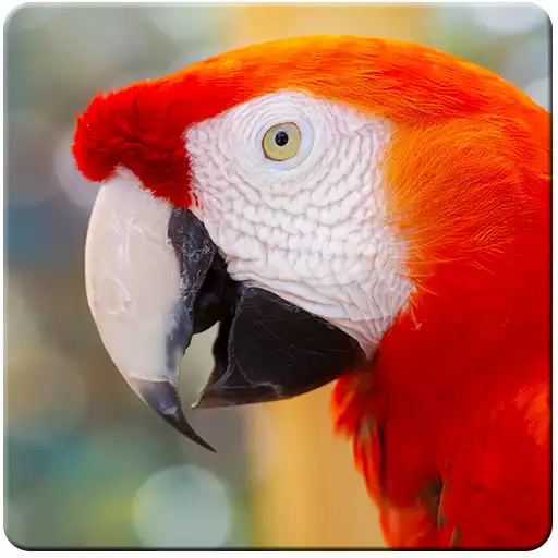 Free play online Parrot Live Wallpaper APK Free play online Parrot Live Wallpaper APK