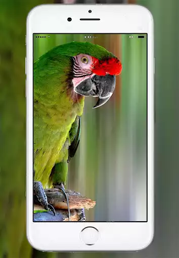 Play Parrot Live Wallpaper