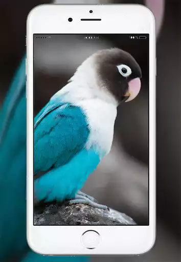 Play Parrot Live Wallpaper