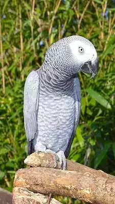 Play Parrot Live Wallpaper