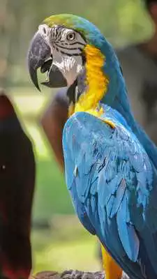 Play Parrot Live Wallpaper