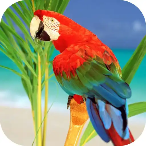 Play Parrots From Rio Wallpaper APK Play Parrots From Rio Wallpaper APK