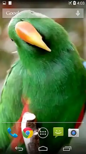 Play Parrots From Rio Wallpaper as an online game Parrots From Rio Wallpaper with UptoPlay