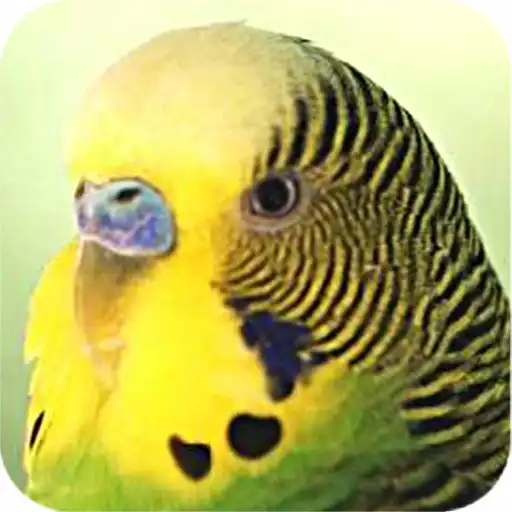 Play Parrots APK Play Parrots APK
