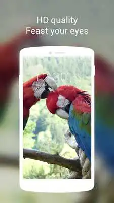 Play Parrots Live Theme Play Parrots Live Theme
