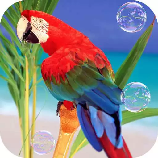 Free play online Parrots. Live wallpaper APK Free play online Parrots. Live wallpaper APK