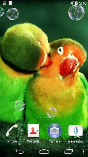 Play Parrots. Live wallpaper