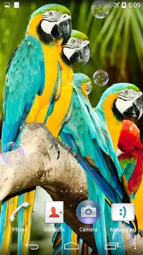 Play Parrots. Live wallpaper