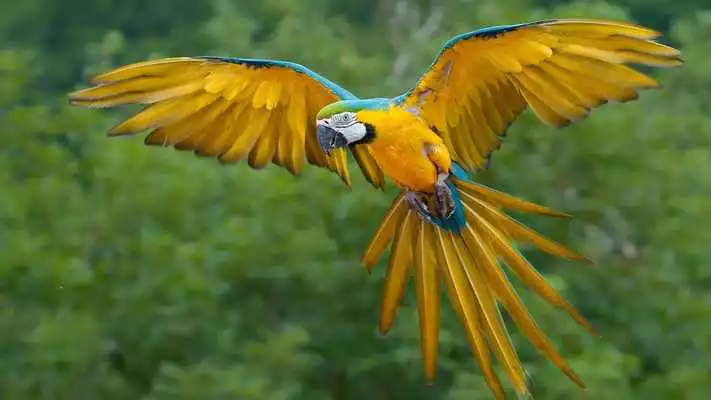 Play Parrots. Live wallpaper