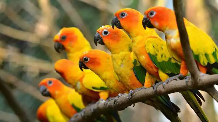 Play Parrots. Live wallpaper