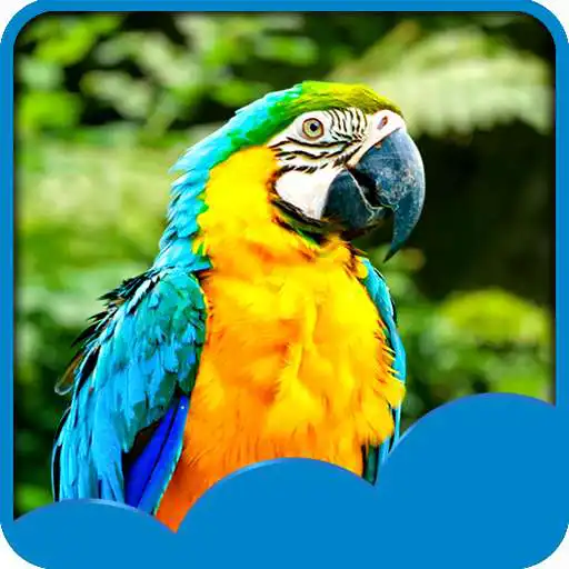 Free play online Parrots Live Wallpapers  APK