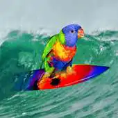 Free play online Parrots, Lorikeets  Cockatoos APK