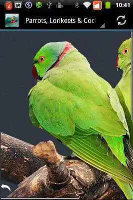 Play Parrots, Lorikeets  Cockatoos