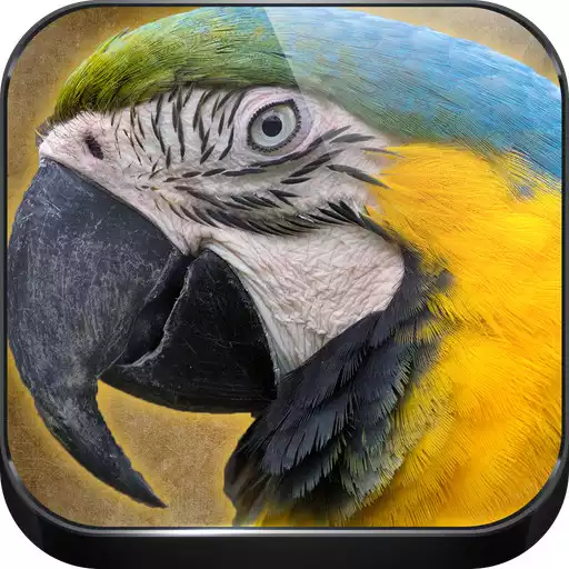 Play Parrot Sounds APK Play Parrot Sounds APK