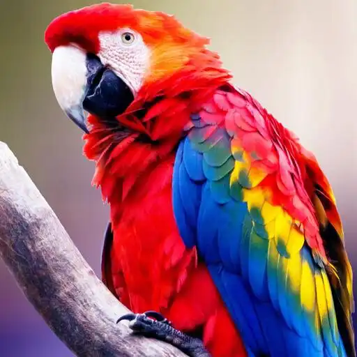 Play Parrots Wallpapers HD APK