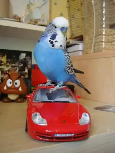 Play Parrot Tricks  and enjoy Parrot Tricks with UptoPlay