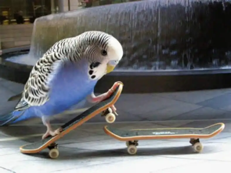 Play Parrot Tricks as an online game Parrot Tricks with UptoPlay
