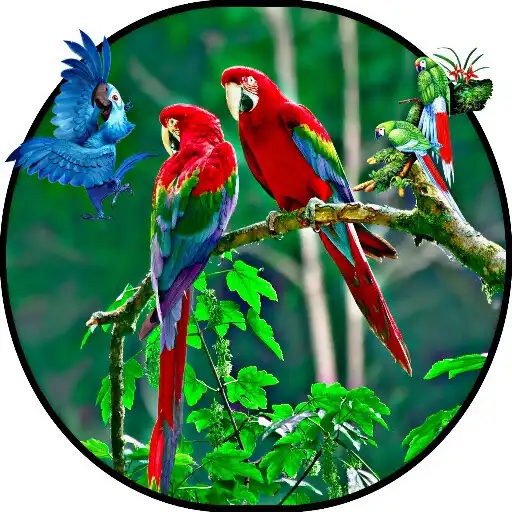 Play Parrot Wallpaper Full HD APK Play Parrot Wallpaper Full HD APK