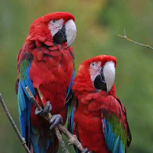 Play Parrot Wallpaper APK Play Parrot Wallpaper APK