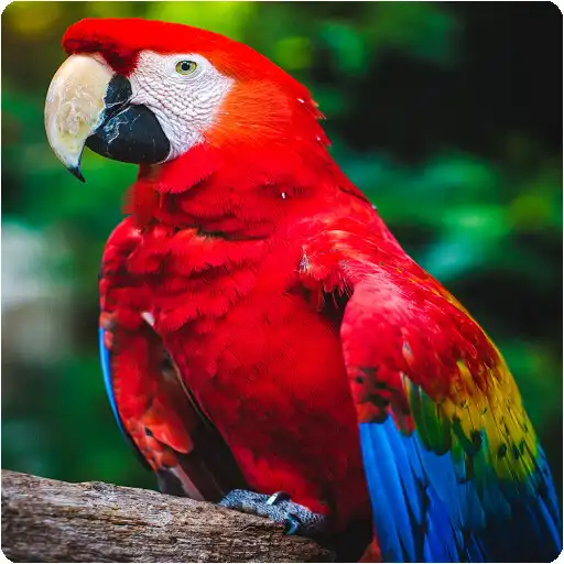 Play Parrot Wallpaper Puzzle/Chess/Sudoku Games APK Play Parrot Wallpaper Puzzle/Chess/Sudoku Games APK