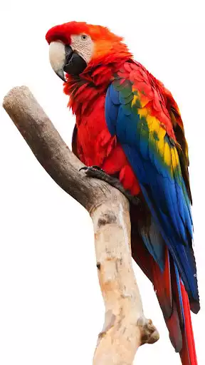 Play Parrot Wallpaper  and enjoy Parrot Wallpaper with UptoPlay