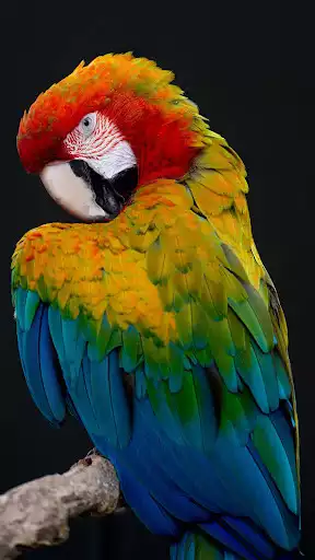 Play Parrot Wallpaper as an online game Parrot Wallpaper with UptoPlay