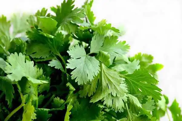 Play Parsley For Health Play Parsley For Health