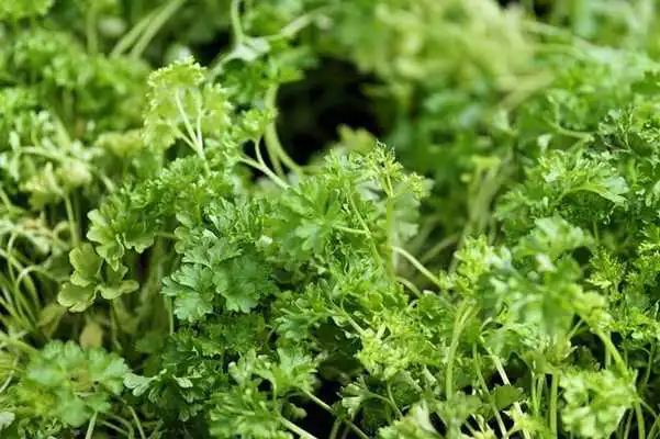 Play Parsley For Health Play Parsley For Health