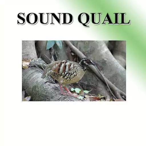 Play Partridge sound to birds.  and enjoy Partridge sound to birds. with UptoPlay