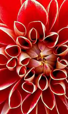 Play Pashto Roses Keyboard Play Pashto Roses Keyboard