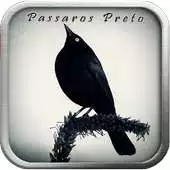 Free play online Passaro Preto Pele de Canto APK Free play online Passaro Preto Pele de Canto APK
