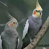 Free play online Passaros Cockatiel Chilrear Hd APK Free play online Passaros Cockatiel Chilrear Hd APK
