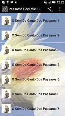 Play Passaros Cockatiel Chilrear Hd