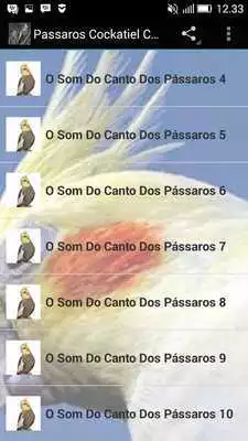 Play Passaros Cockatiel Chilrear Hd