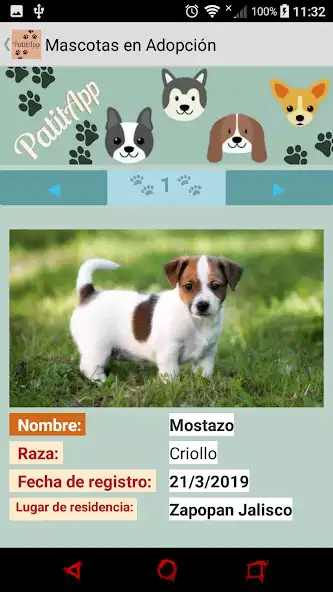 Play Patitapp  and enjoy Patitapp with UptoPlay