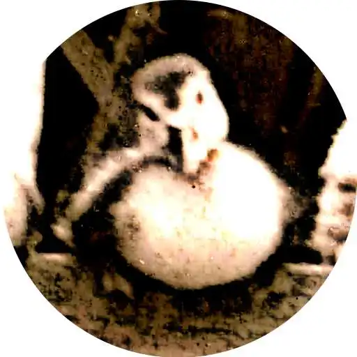 Play Patron VMChoice APK