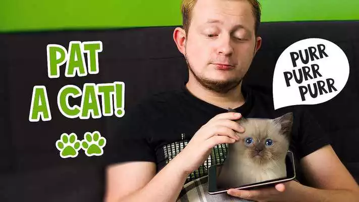 Play Pat the Cat