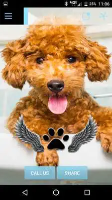 Play Paws on the Fly