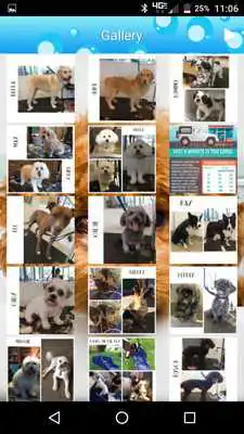 Play Paws on the Fly