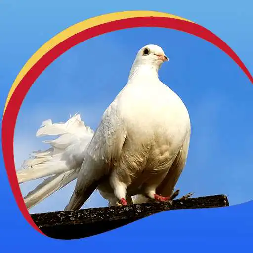 Free play online Peaceful Doves Live Wallpapers  APK