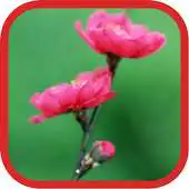 Free play online Peachblossom Flowers WPs APK