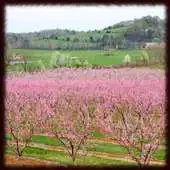 Free play online Peach Orchards Wallpapers APK