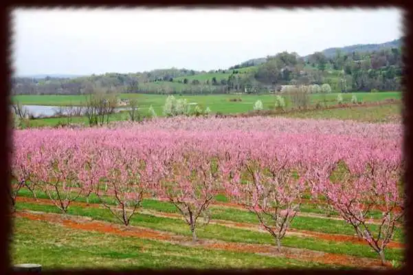 Play Peach Orchards Wallpapers