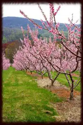 Play Peach Orchards Wallpapers