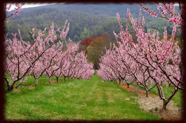Play Peach Orchards Wallpapers