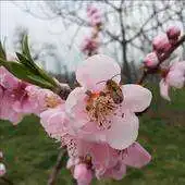 Free play online Peach Tree and Bee APK