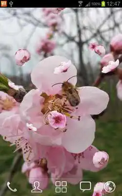 Play Peach Tree and Bee