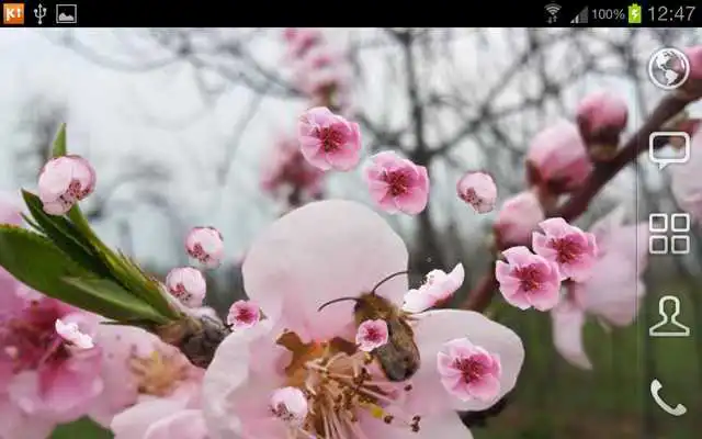 Play Peach Tree and Bee