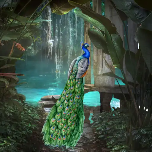 Play Peacock Bird: Peacock Feather APK