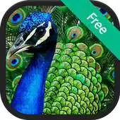 Free play online Peacock Calls and Sounds APK